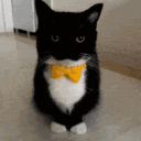 The silly felinor cave