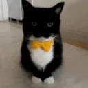 The silly felinor cave