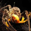 Не рыба, Не мясорубка