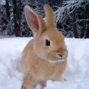Rabbit hole of Wonderland
