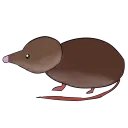the shrew crew