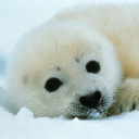 Discovery icon for SFS 🦭 Discord server