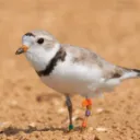 Chicago Birds