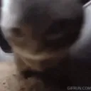 潘朵拉的盒子