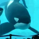# 🐬 ! the ceta sound !! ''