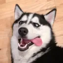Siberian Derpscord