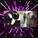 Bella si betty comunity Discord server icon