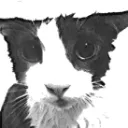 Triko's Tradeup Server