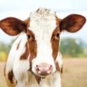 Cowmunity