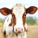 Cowmunity