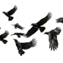 The Ravens Nest
