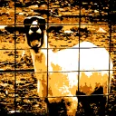 Community Of Goats - Baahhhh