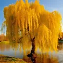 Willow Tree