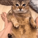 Frog Cat. Discord Server
