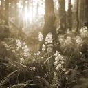Nocturnal Whispers