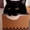 catcord (INACTIVE)