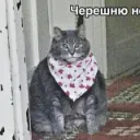 zivananananane