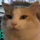 adeptxo stream