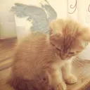 whiskers