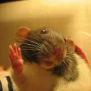 La ratonera de Makkie