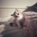 ♪ᣟ     dearies Discord server icon