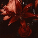 Velvet Lounge Discord server icon