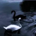 𝐈𝐋𝐈𝐔𝐌