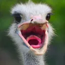 Bill's Ostrich Farm