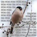 OmNomBirb