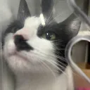 Every Pic of Snoot Nose/ corazon