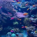 🪼• ⌇ rainedrops aquarium .◜｡°🫧