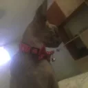 Comunitatea lui Athos Discord server icon