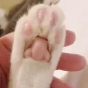EchoBeanzz