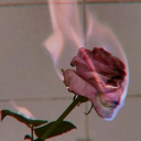 ᰔ Burning Roses ᰔ