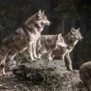 Wolf Pack Eco