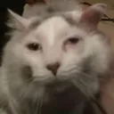 dezamagitor