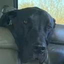 𝐃𝐇 ✘ＬＶＯＩＤ Discord server icon