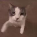 CATLAND