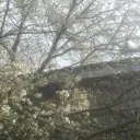 🎀Susan’s Cove🎀's icon