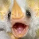 Fruit bats <3