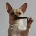 dog_shoot的服务器