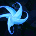 celest Discord server icon