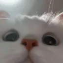 Kalo Nitr0