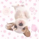 𝓯𝓻𝓮𝓪𝓴𝔂 animal high