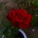 🌹 𝑻𝒉𝒆 𝒓𝒐𝒔𝒆 🌹