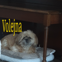 Volejna Discord server icon