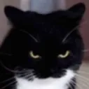 Cat Zone V4