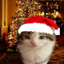 Discovery icon for Cantinho Discord server