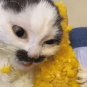 lilcagotto