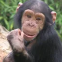 EpicMonkeysLOL's icon